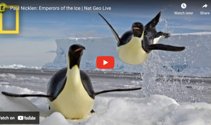 video cover image of penguins