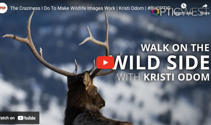 video cover image of an elk