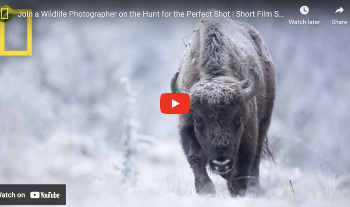 video cover image of. bison walking in snow