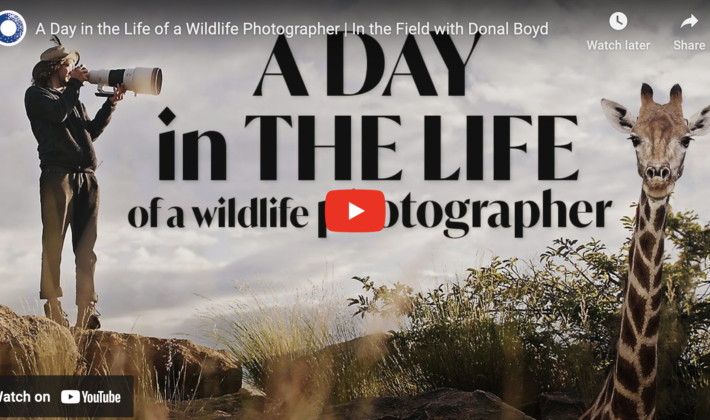 video cover image showing a photographer taking a picture and a giraffe