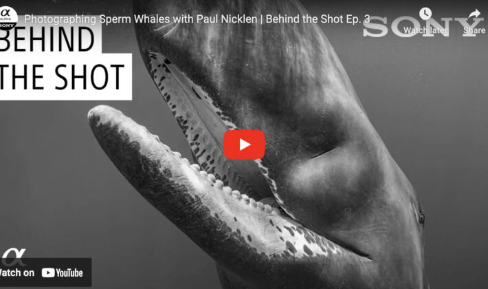 black and white video cover image of a whale underwater