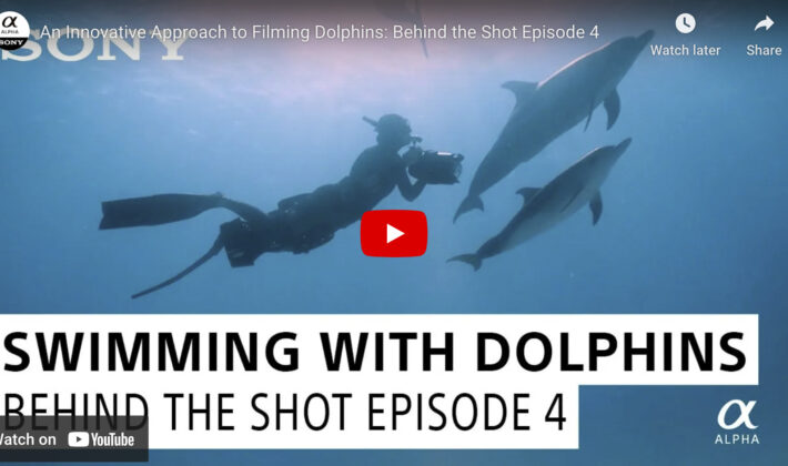 video cover image of a photographer underwater with dolphins